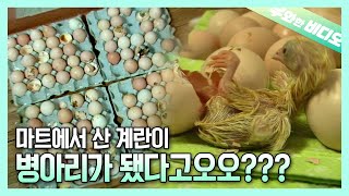 ฉันซื้อไข่และลูกไก่ฟักออกมาแล้ว OMG🐣