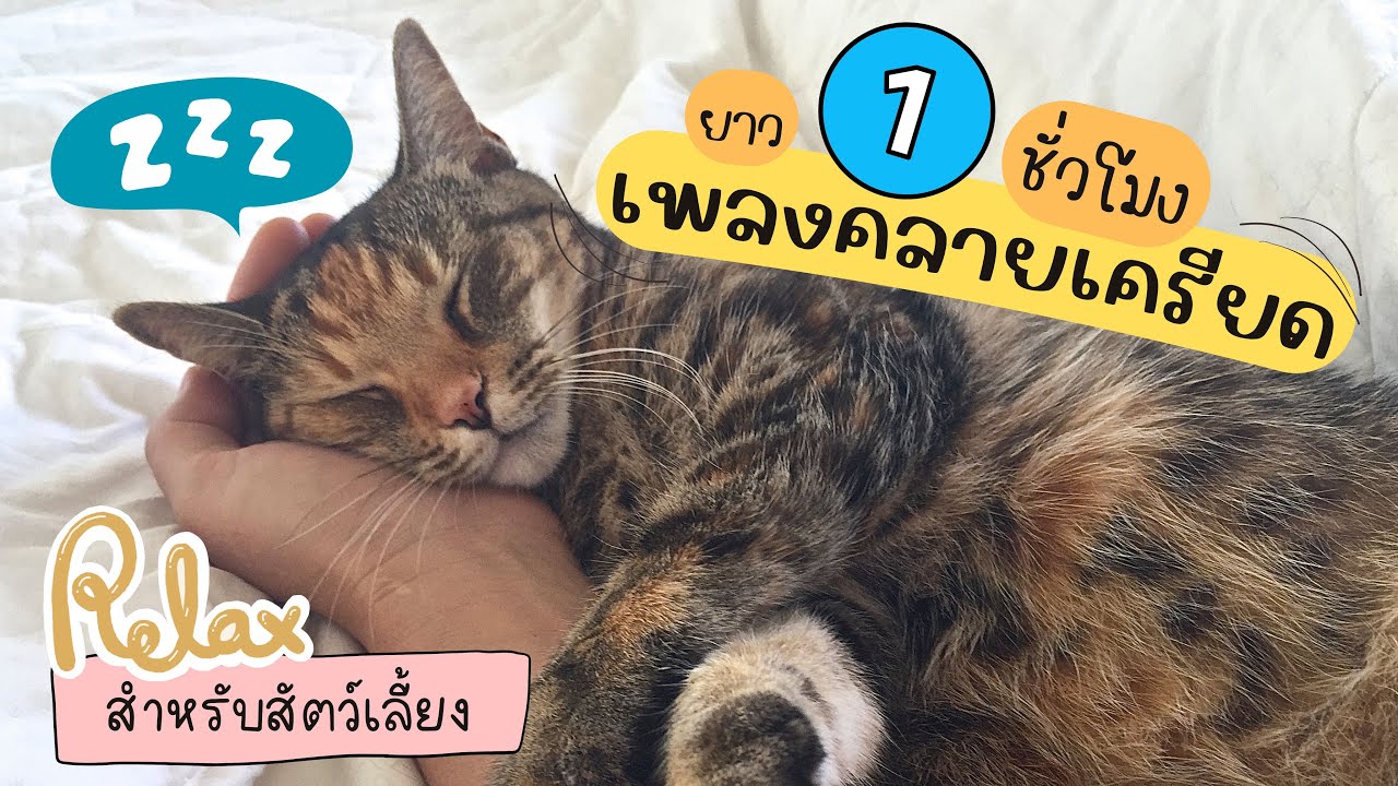 Relaxing Cat Music | เพลงคลายเครียดแมว (สงบขึ้น ลดเครียดได้ผลจริง)