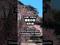 この春に行きたい鎌倉の桜の名所4選 鎌倉観光 鎌倉の春　Cherry blossoms in Kamakura #鎌倉の桜#鎌倉観光#鎌倉の春#Kamakura