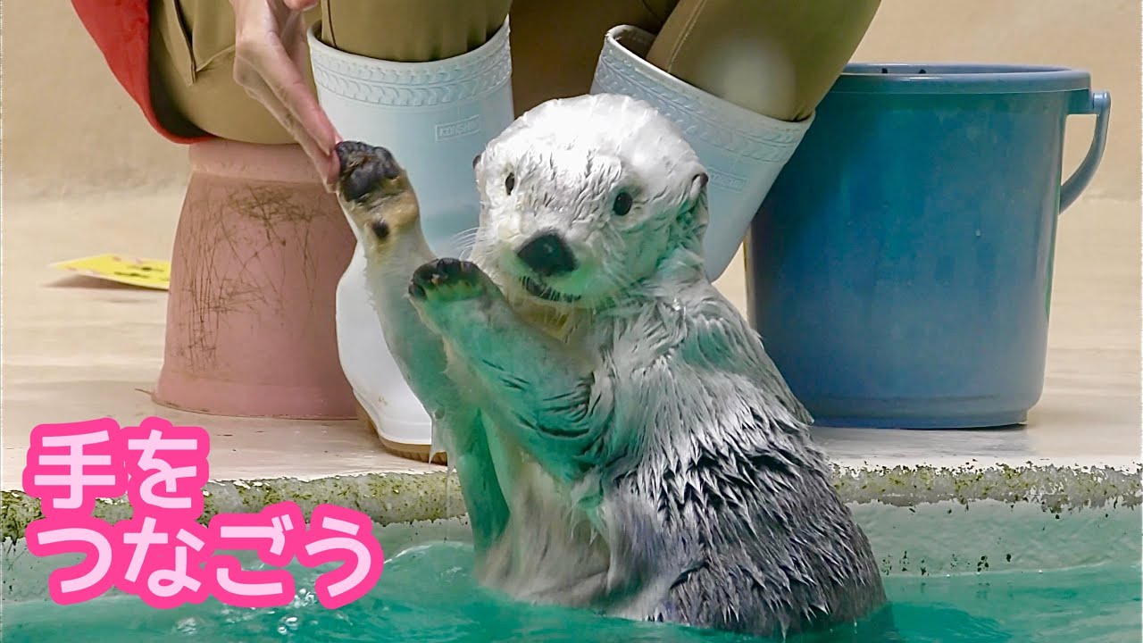 ラッコ メイちゃんとキラちゃん 手を繋いでいます【鳥羽水族館】Sea