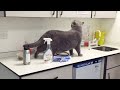 British Shorthair Cat goes to the Vet