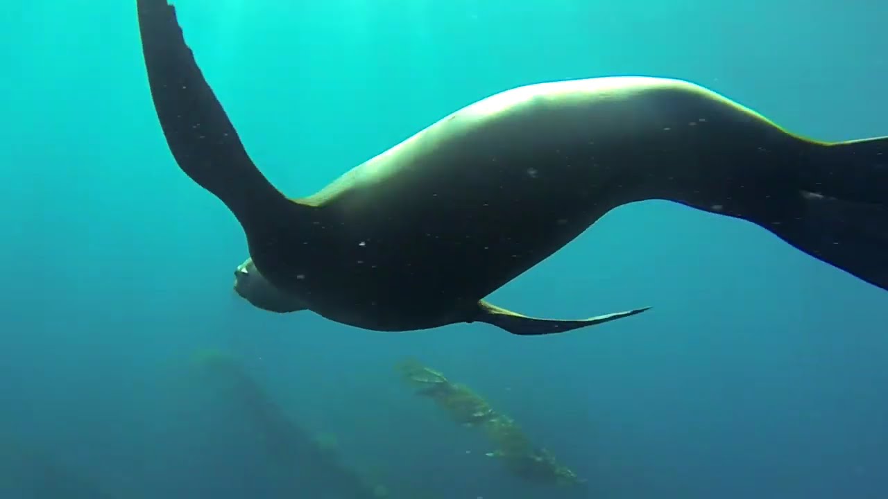 Scuba Diving Santa Barbara Island, CA Oct, 2014 YouTube