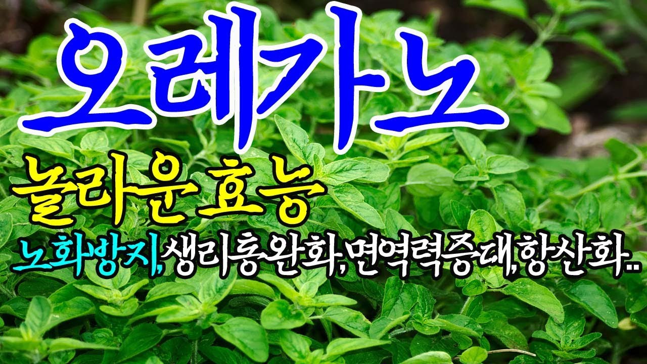 ☞오레가노의 놀라운 효능【안티에이징효과탁월,생리통완화,신경안정,면역력증대~!】