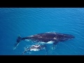 Allaitement du baleineau - Mère baleineau et son baleineau
