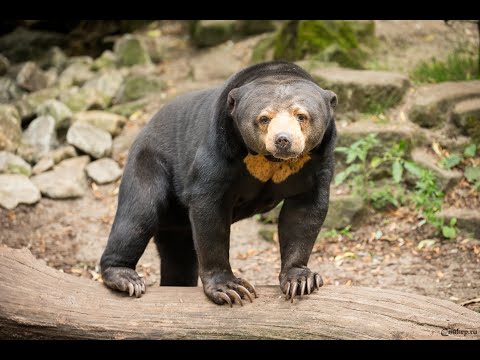 Малайский медведь или   бируанг  - самый маленький медведь