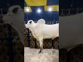 i-12 Mandi islamabad 2026 #shortvideo #shorts #youtubeshorts #fatehjangibulls #domail #animals #bull