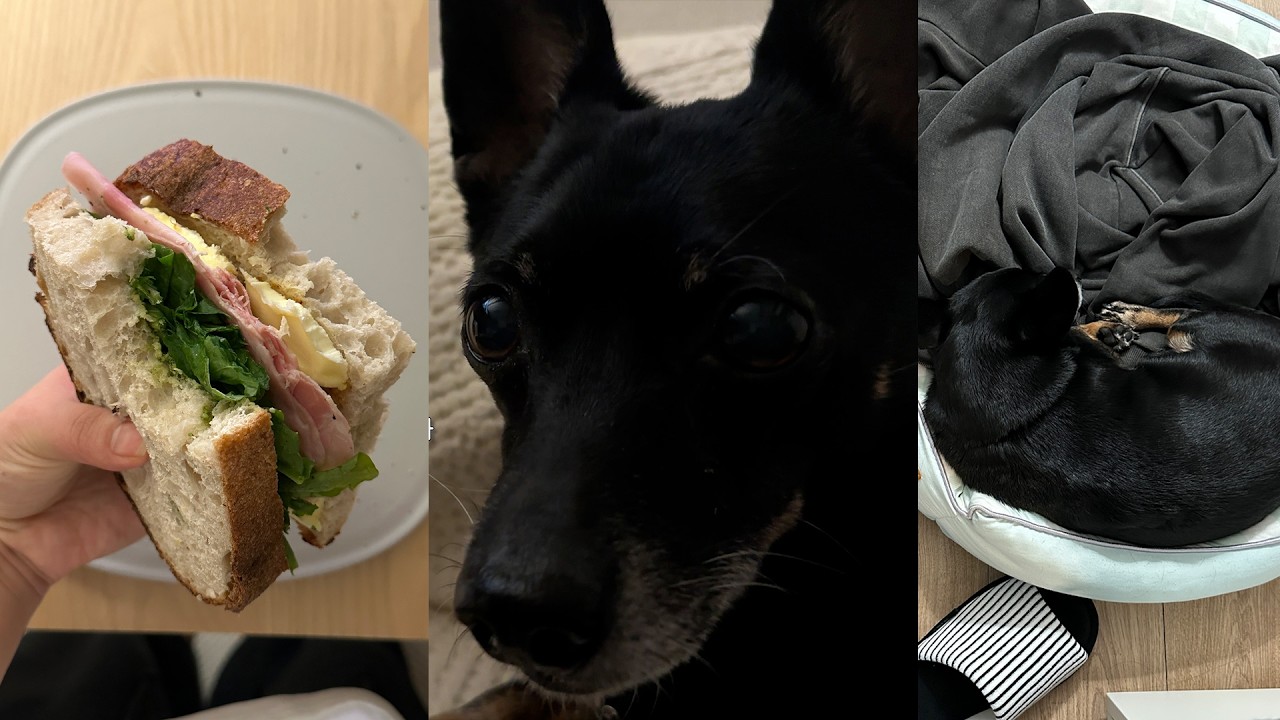 🐕‍🦺 개 산책하는 사람의 일상