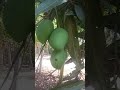 #thamarai poovukkum thannikkum#tamil songs#whatsapp status#