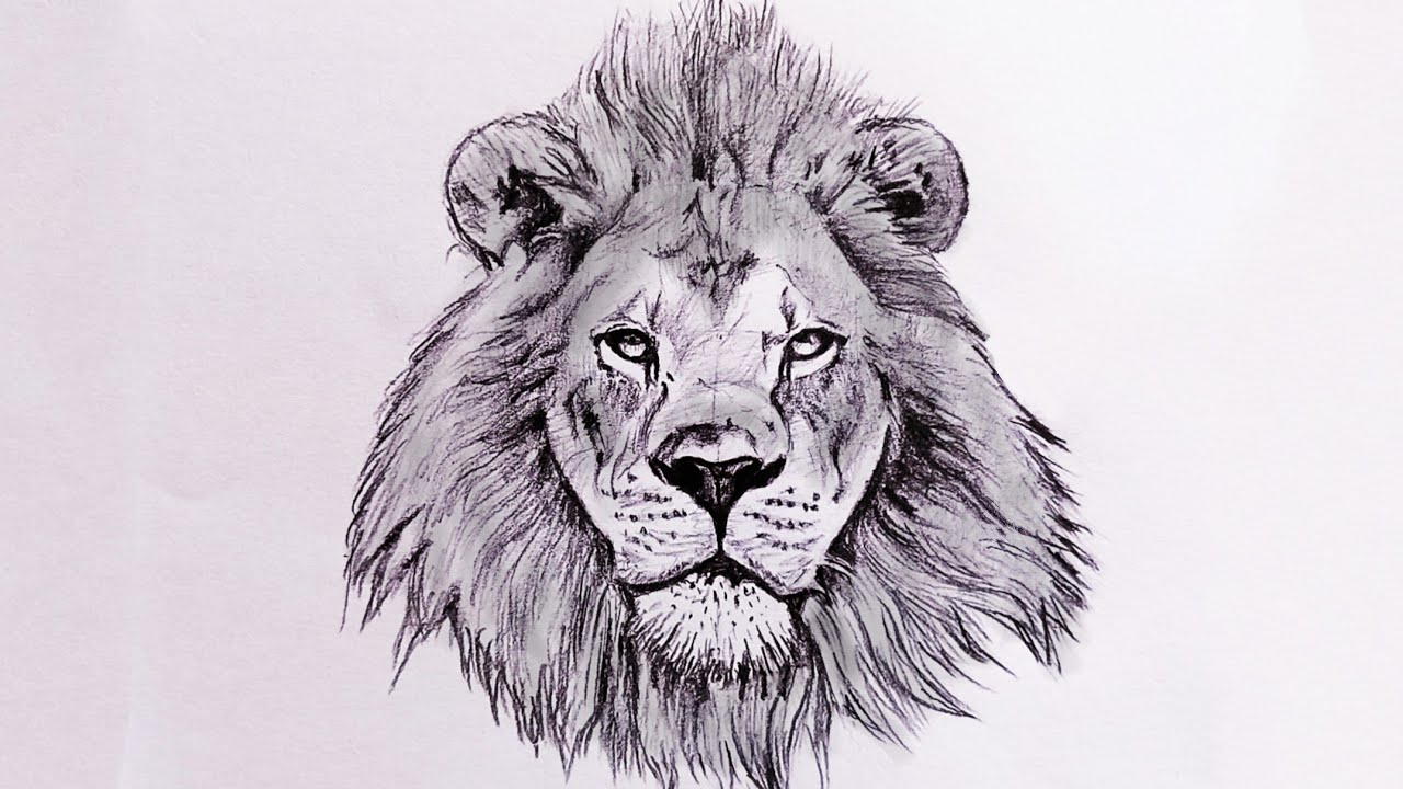 How To Draw A Lion | Step By Step Sketch Tutorial