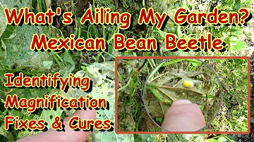 How to Identify & Manage the Mexican Bean Beetle on Garden Bean Plants: Magnified Examples E-1