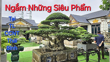 CHIÊM NGƯỠNG những SIÊU PHẨM tại Triển Lãm CCNT THÁI BÌNH tại NV THINH TRỌC .