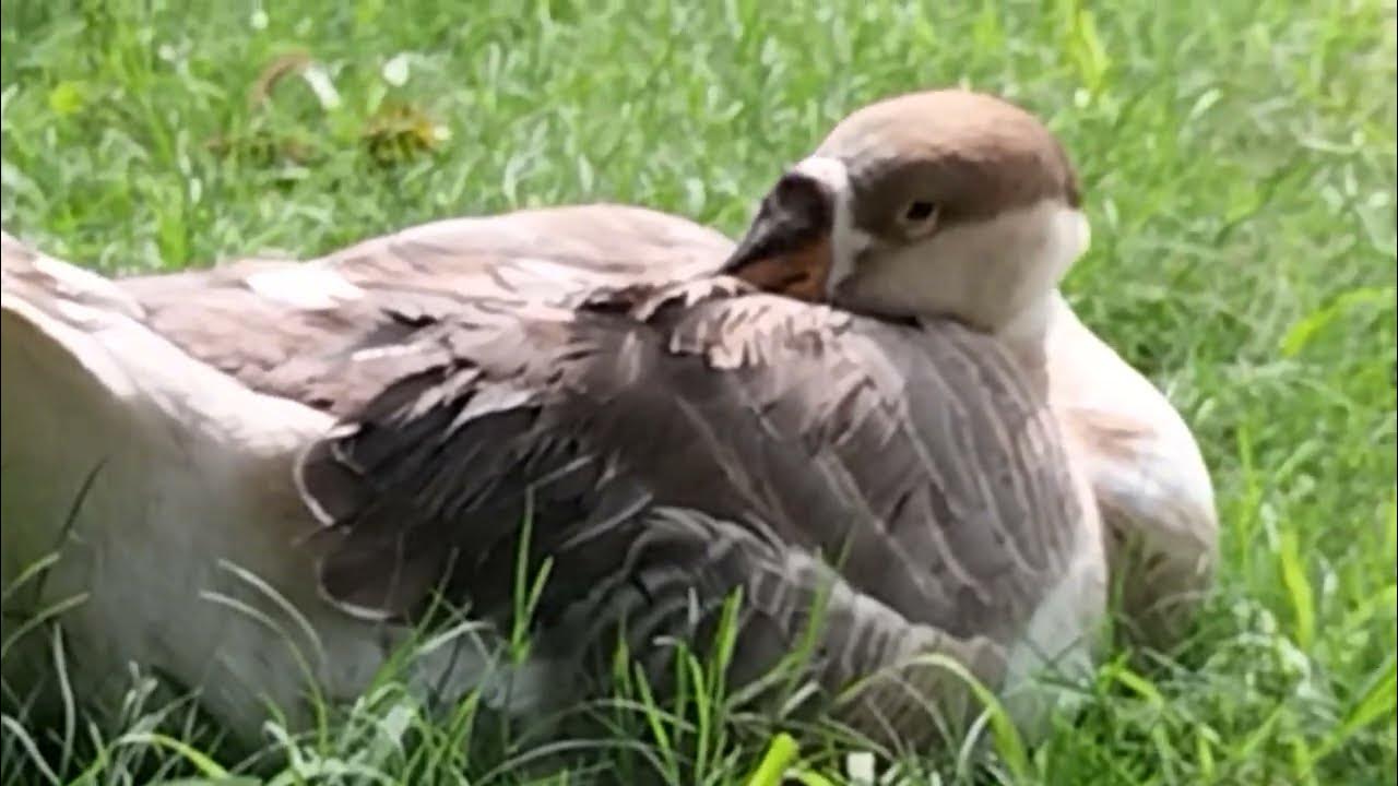 My Most Expensive Ducks Collection Mujahid Ali Pets YouTube