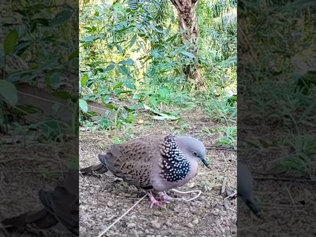 PIKAT TERKUKUR MENEKAN BURUNG LIAR class=