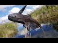 Spear Fishing Armored Catfish Catch & Cook