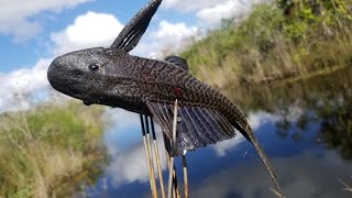 Spear Fishing Armored Catfish Catch & Cook
