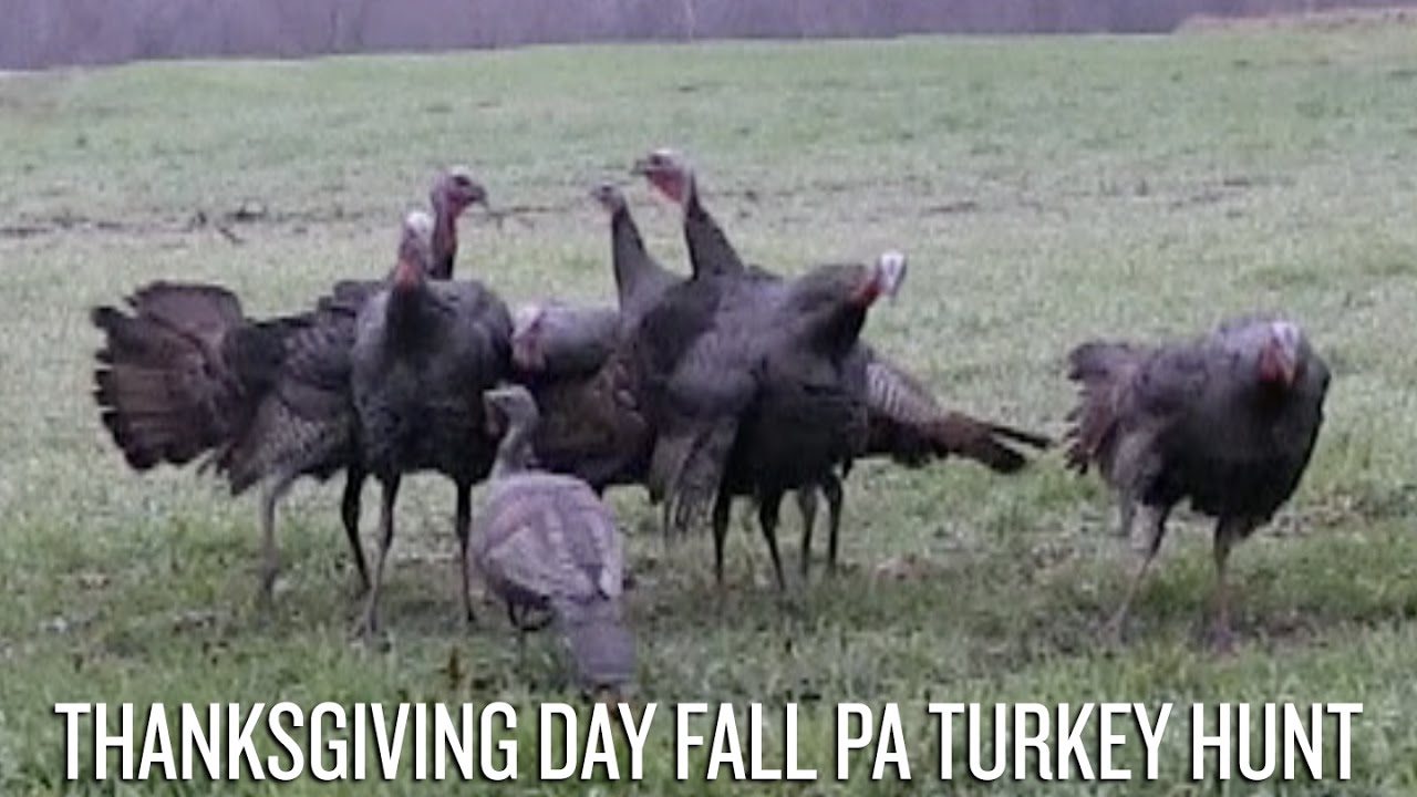 Thanksgiving Day Fall PA Turkey Hunt YouTube