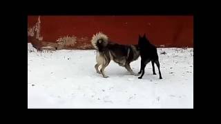 Собака бывает кусачей , только от жизни собачей... Николаевск-на-Амуре . декабрь 2016г. Собака бывает кусачей , только от жизни собачей... Николаевск-на-Амуре . декабрь 2016г.