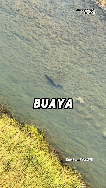 Kecepatan Maksimal Buaya saat Berenang