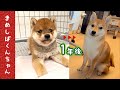 【豆柴】 くんちゃんの１年間成長まとめ！大きくなりました - One Year Growth of Shiba Inu puppy 시바견