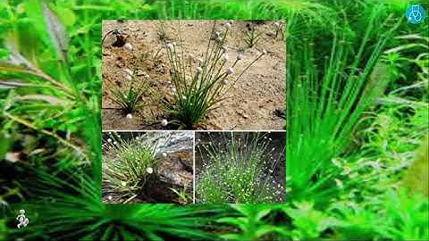 Cốc tinh thảo: Công dụng, cách dùng và những thông tin cần biết