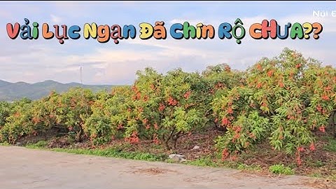 MÙA VẢI THIỀU LỤC NGẠN ĐÃ CHÍN RỘ CHƯA  l Núi Đồi Lục Ngạn