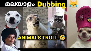 Animals funny video dubbing Malayalam comedy dialogue 🤣🤣 | animals dubbing 🤣 |  jk7trolls