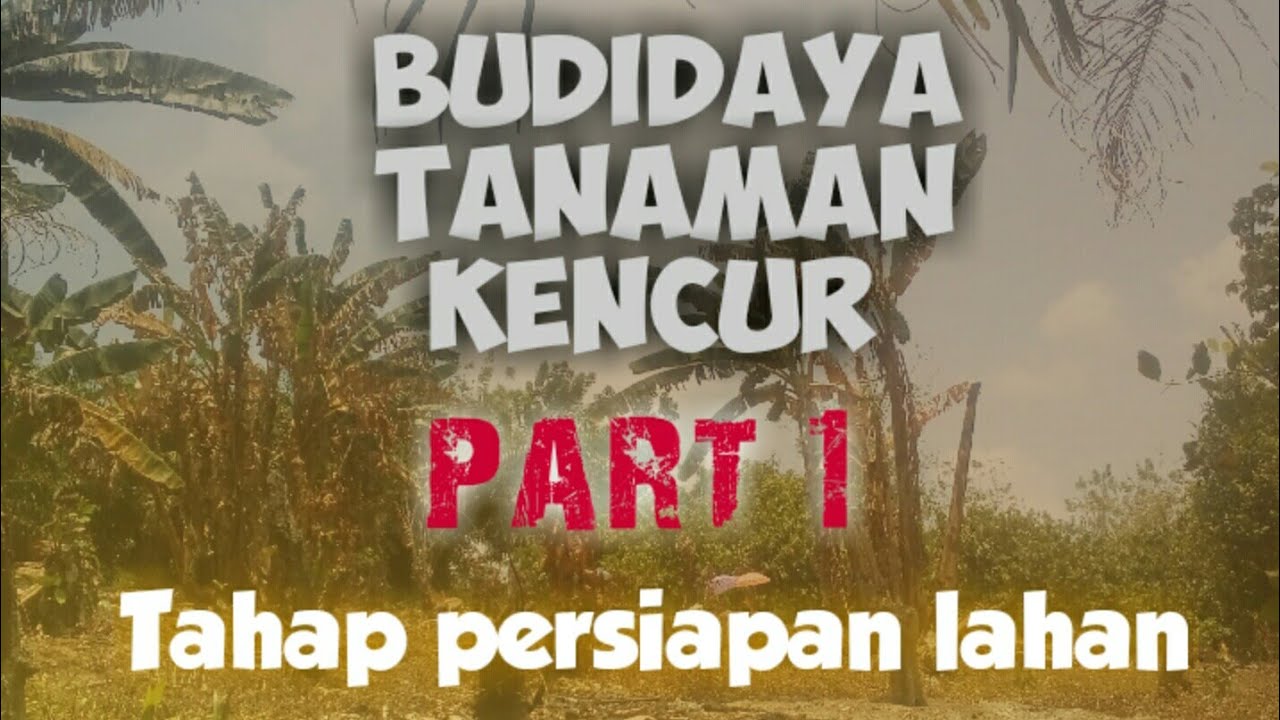 Cara menanam kencur dan Persiapan lahan kencur 