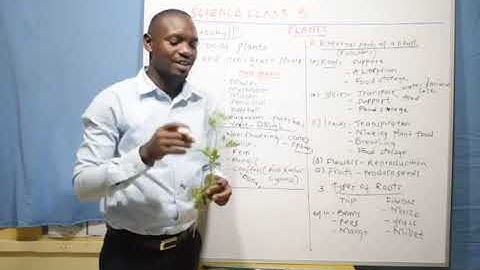 Class 5 - Science (Plants)