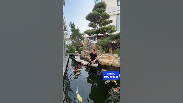 Thợ Làm Tiểu Cảnh Non Bộ Hồ Cá Koi