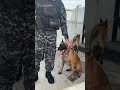 Cão farejador encontra quase 50 toneladas de maconha no Complexo da Maré, no Rio
