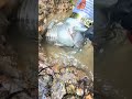 Real Outdoor Siphon Boat Gold Rush Video