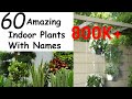 60 Amazing Indoor Plants With names |Wonderful ideas|