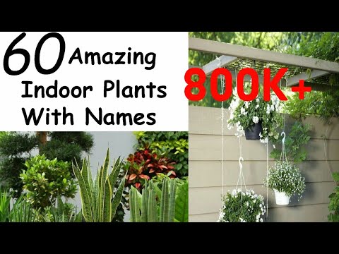 Video: Unpretentious indoor plants: photo and name