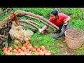 Top 2 videos Women Found Chicken egg and fish in forest - Cooking Chicken Eating delicious