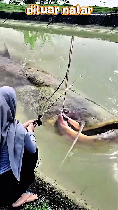 Gak mau kalah dari laki-laki, wanita cantik mencoba mancing lele raksasa. #fishing #bigfish #shorts
