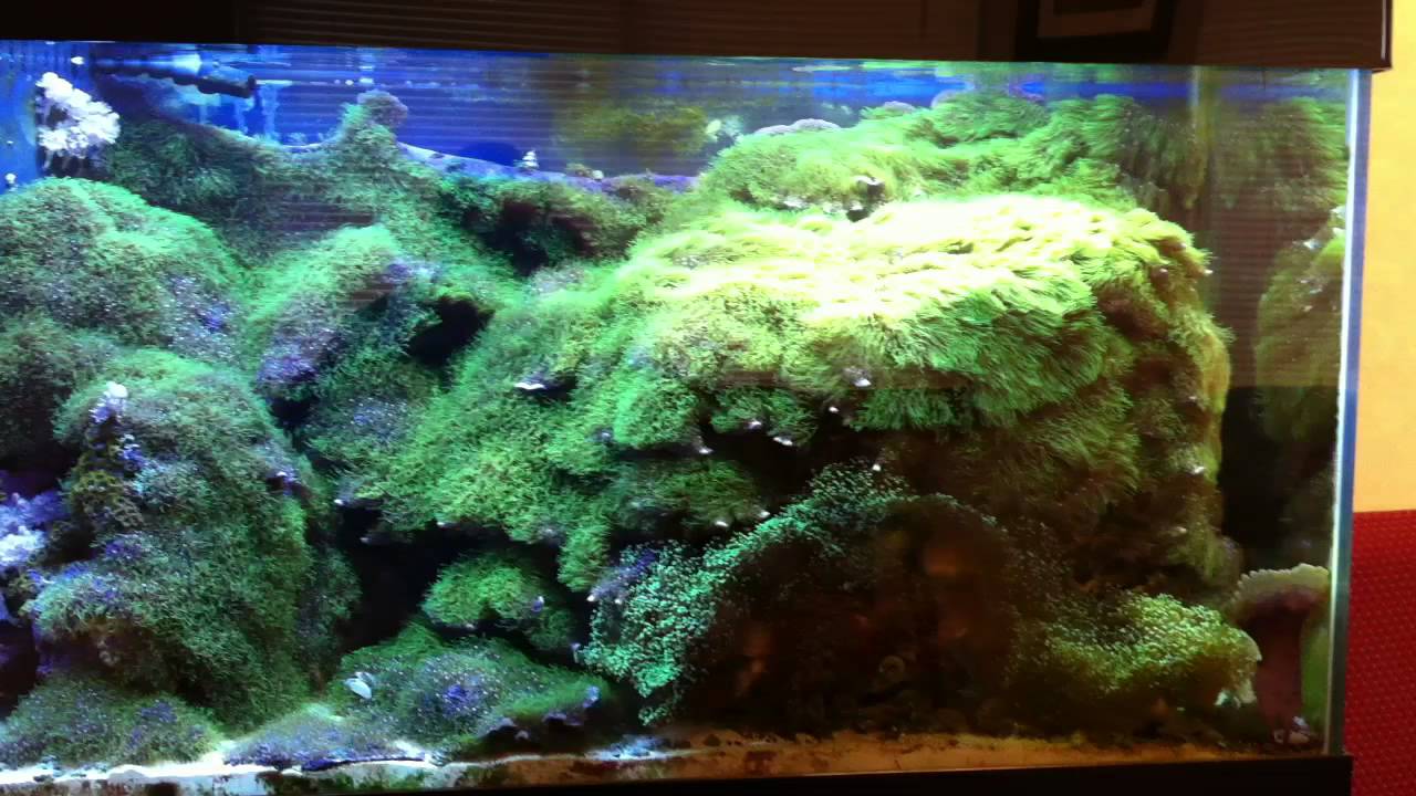 Green Star Polyps - YouTube