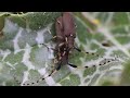 🌱 Longicornio meridional de los Cardos (Agapanthia annularis)🍃