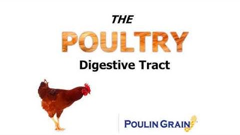 The Poultry Digestive Tract