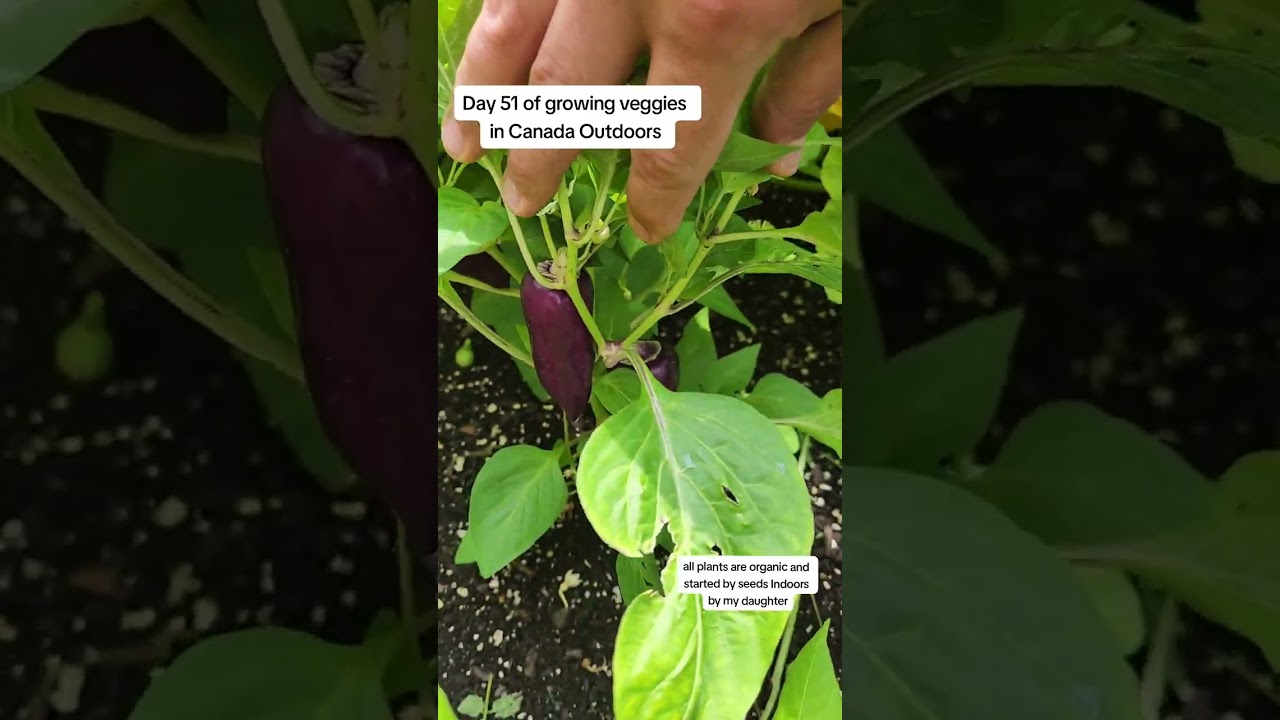 Day 51 of growing veggies in Canada Outdoors 🇨🇦 Let's take a gander!