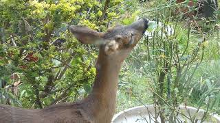 P1080507 Doe right under the kitchen window