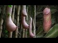 Plants That Look Like Human Body Parts