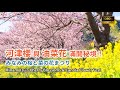 [河津櫻滿開秘境!]隱藏版旅遊勝地「南櫻與油菜花祭」@日本南伊豆町青野川/下賀茂溫泉及一泊二食溫泉旅館住宿體驗(MINAMI IZU'S CHERRY BLOSSOMS &amp; CANOLA FEST)