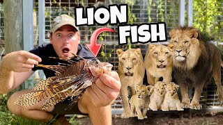Feeding Venomous Lionfish To Lion Pride ! Feeding Time !!