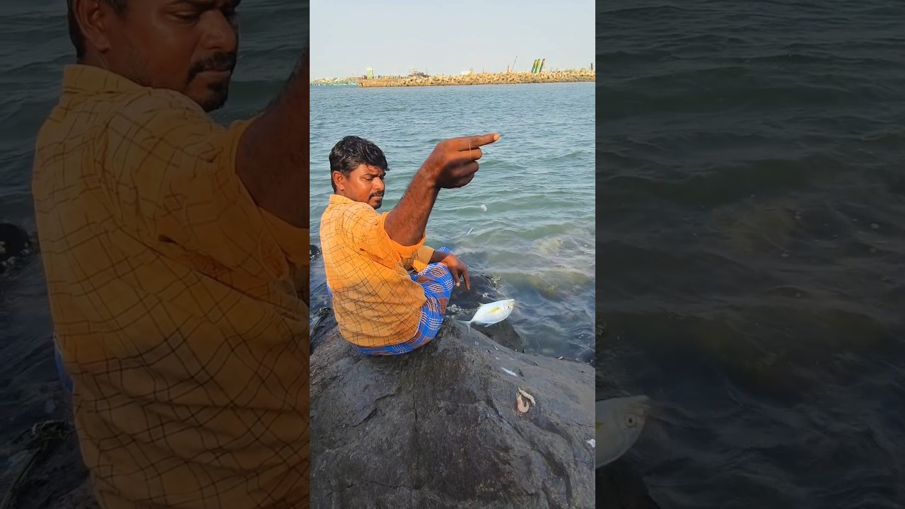 Small Trevally Fish. 