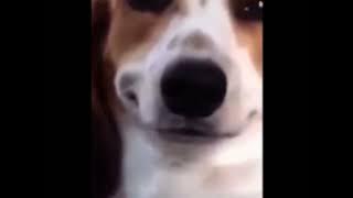 dog smiling with bad to the bone ringtone