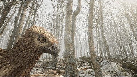 realistic bird 4K + forest in Unreal Engine 5 with groom UE5