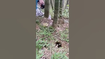 Bamboo tree cutting electric pliers  Good tools and machinery can increase work efficiency