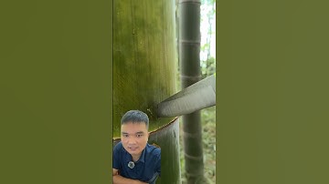 Uống nước trong cây tre #nature #bamboo #bushcraft #satisfying #wood #survival #lifehack