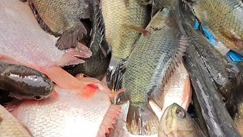 Giăng lưới cá rô cá sặc mùa nước nổi