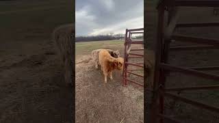 Keeping Geronimo Out! #soft #calves #highland #happy #cute #beautiful #walkerfarmfam screenshot 2